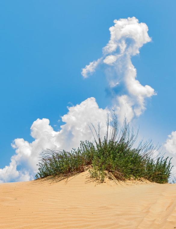 Как выбрать песок для улучшения характеристик грунта